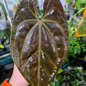 안스리움 레베닥x배쎄 분양