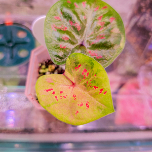 칼라디움 로즈화이트 바리에가타<알로 안스x>