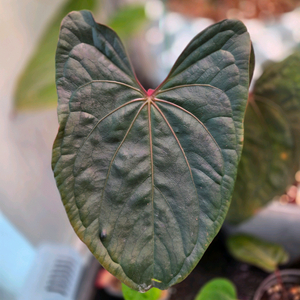 안스리움 럭셔리x레닥피