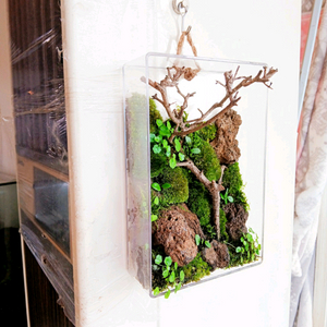 벽걸이 액자 테라리움 살아있는 이끼들과 식물들로 인테리어 하세요