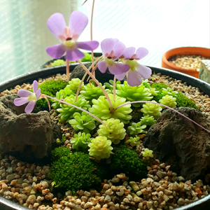 날파리.모기 잡는 벌레잡이 석부작 사진 넘겨보시고 톡주세요