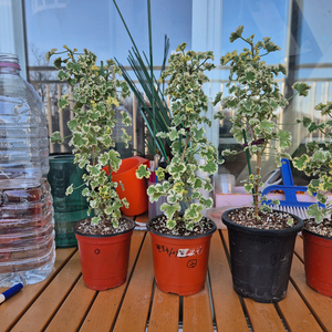 흰무늬크리스펌제라늄