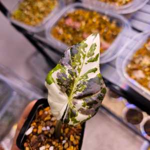 알로카시아 레갈쉴즈 알보 바리에가타 s급 산반 왕 자구묘