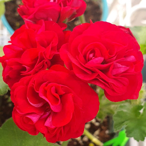 제라늄 5종 타아마존카,꾸비돈 꽃대있음,솔베이그,셀레나에르샤 오윌의요정 꽃대있음,러시아제라늄