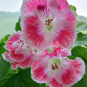 리갈제라늄 5종 버뮤다로즈,관탁 메이,관탁퍼펙션,아리스토페티코티,엔젤아이즈 오렌지