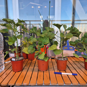 터키쉬커피 제라늄