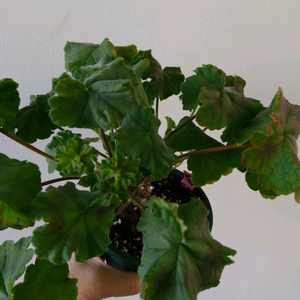 제라늄.신상.UG벨로베스카야 숲