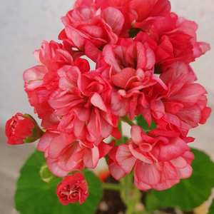 제라늄 4종,J이에로데블 뽀롱마미님 변종 ,엘알블라섬,엔틱로즈,제니