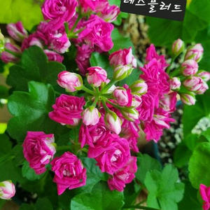 테스블러드 제라늄 러시아