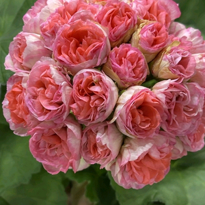 UG 헛된말 신상 러시아제라늄