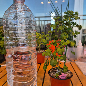 콴탁메이제라늄