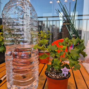 콴탁퍼펙션제라늄