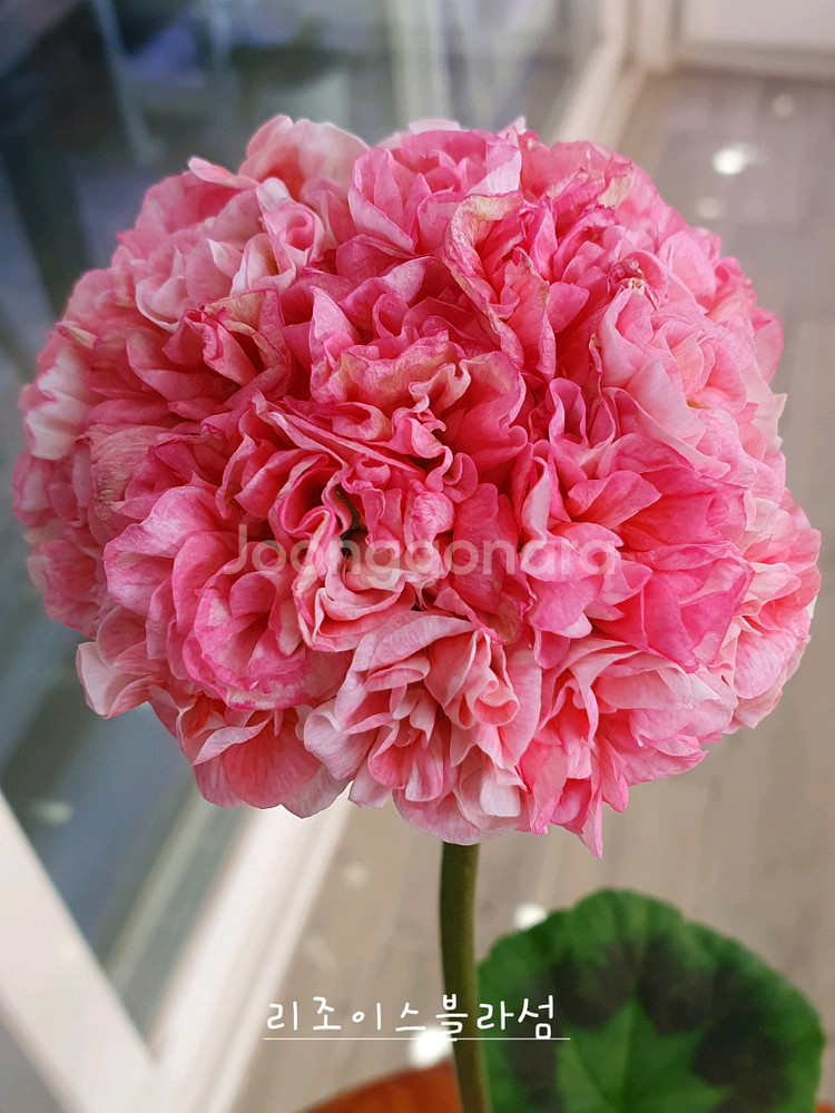 제라늄 4종 리조이스블러섬,프릴프릴스윗,아랑별비,엔틱로즈 레드--0