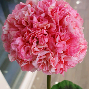 제라늄 4종 리조이스블러섬,프릴프릴스윗,아랑별비,엔틱로즈 레드