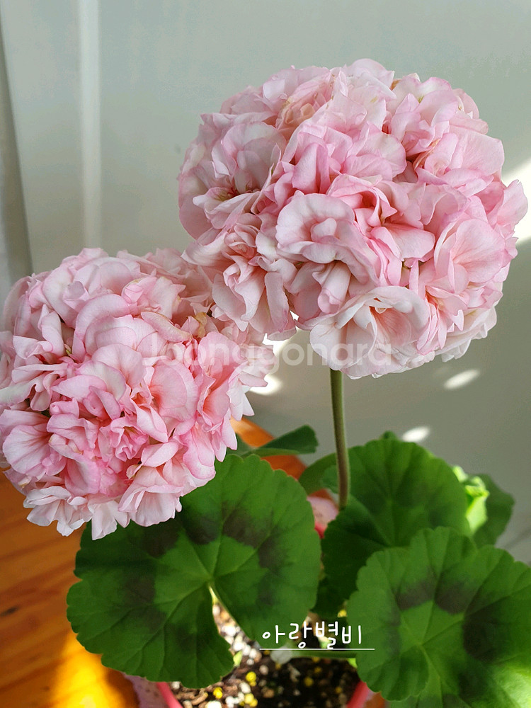 제라늄 4종 리조이스블러섬,프릴프릴스윗,아랑별비,엔틱로즈 레드--2