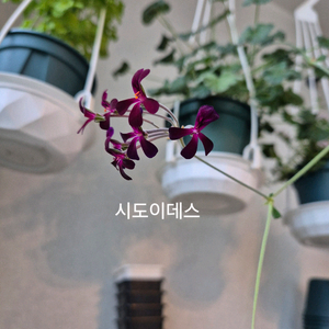 시도이데스 제라늄