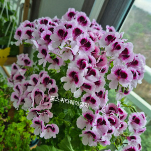 모스쿼타웨이리지 제라늄