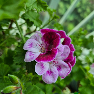 콴탁메티 제라늄