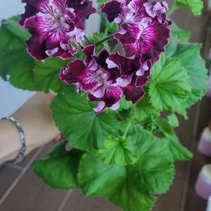 마셔니스오브뷰트 제라늄