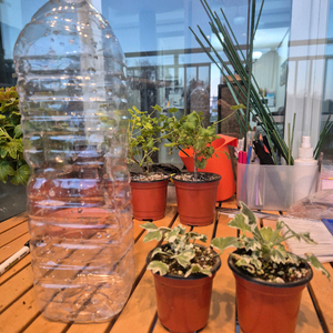 실버스노우 미니스텔라종 제라늄