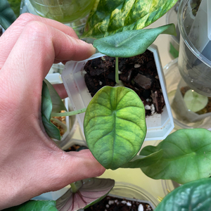 알로카시아 네뷸라바리에가타