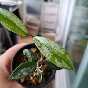 윌버그레이브 스플래쉬 호야