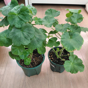 제라늄 분양 (대품)