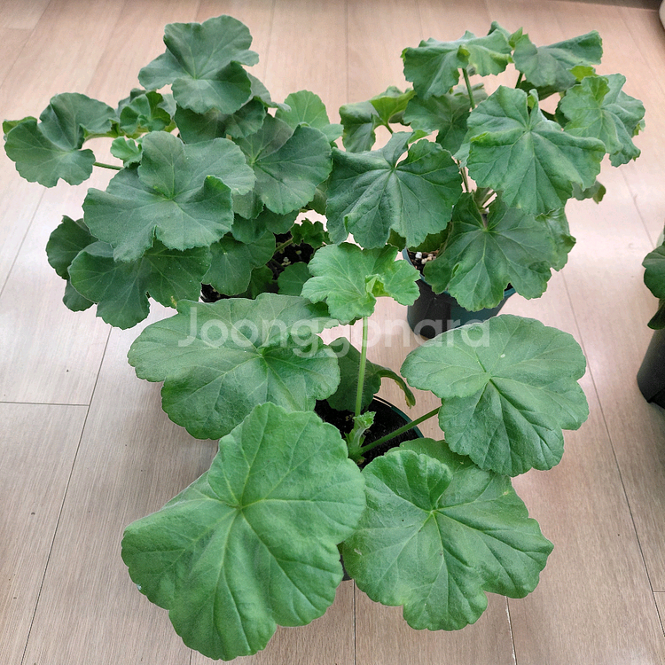 제라늄 대품외--0