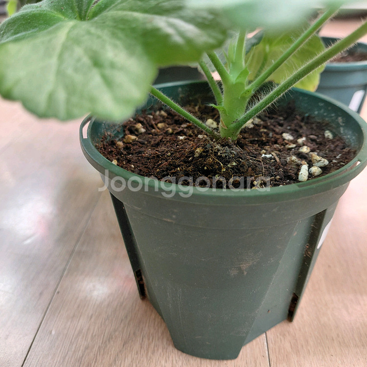 제라늄 대품외--1