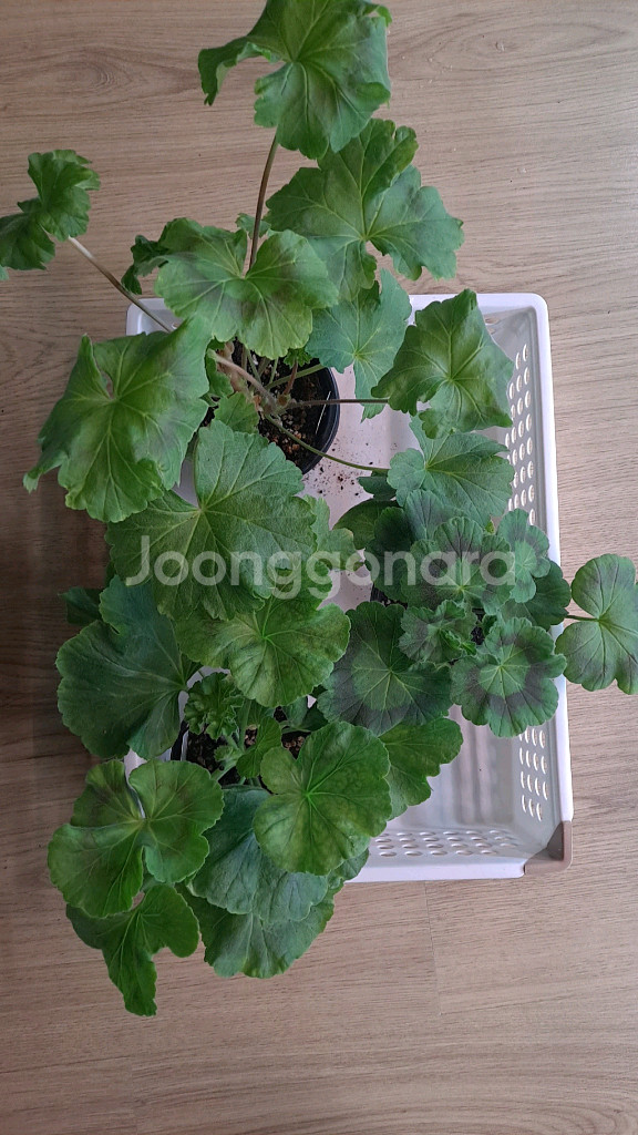 제라늄 솔베이그외2종--0