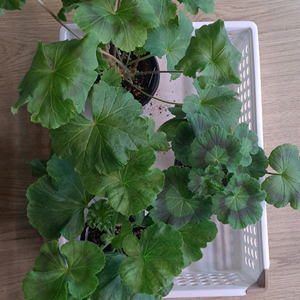 제라늄 솔베이그외2종