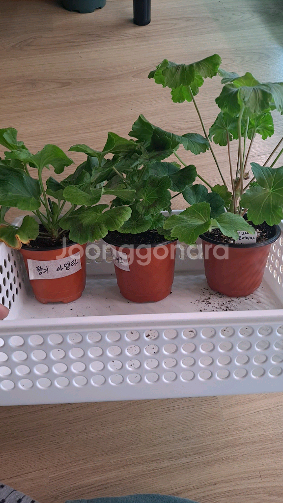 제라늄 솔베이그외2종--1