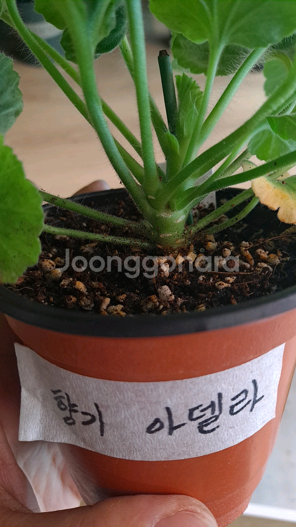 제라늄 솔베이그외2종--2