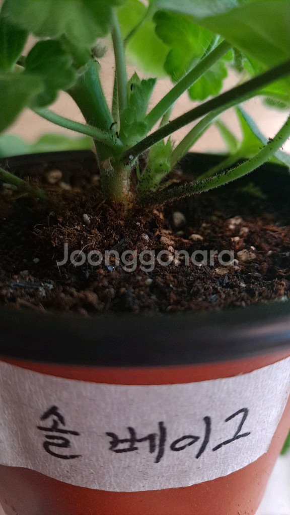 제라늄 솔베이그외2종--3