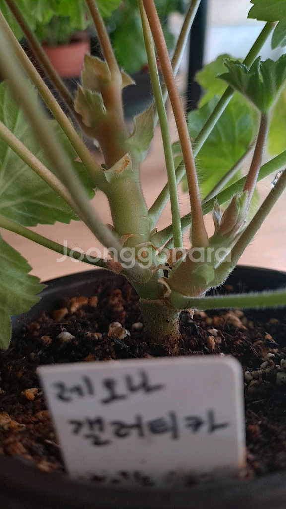 제라늄 솔베이그외2종--4