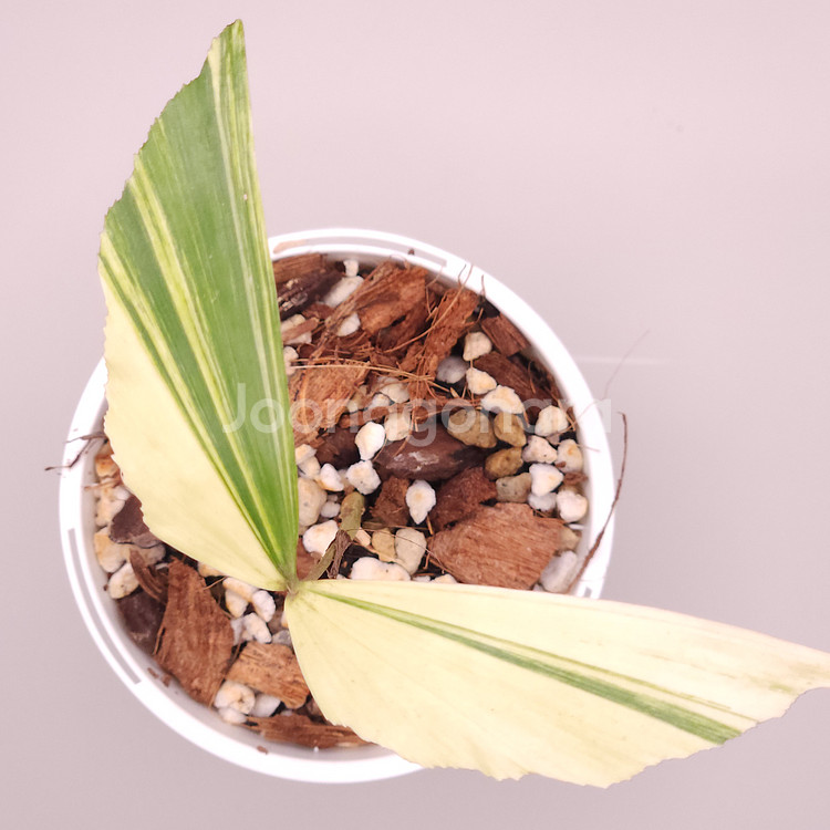 무늬 공작 야자--0