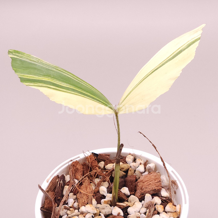 무늬 공작 야자--1