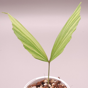 무늬 공작 야자