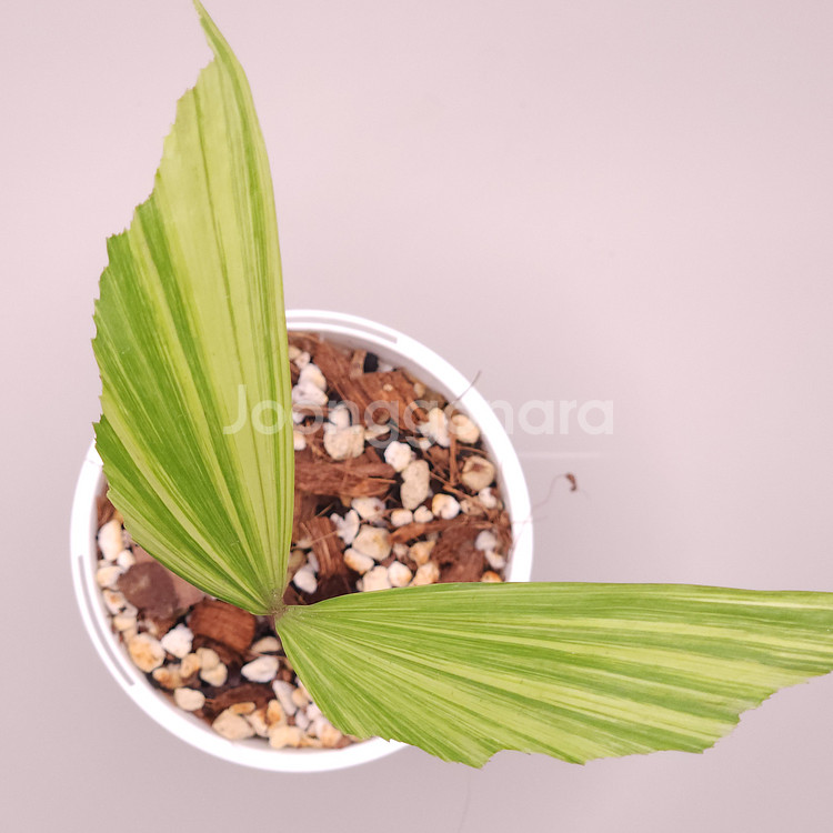 무늬 공작 야자--1