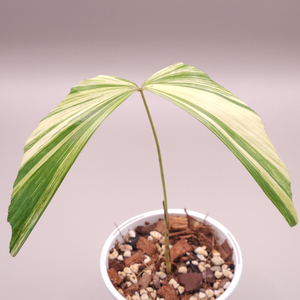 무늬 공작 야자 (무늬 상)