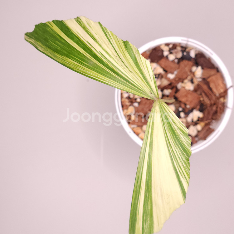 무늬 공작 야자 (무늬 상)--1