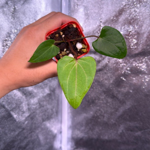 레드스파이더 뮤테이션