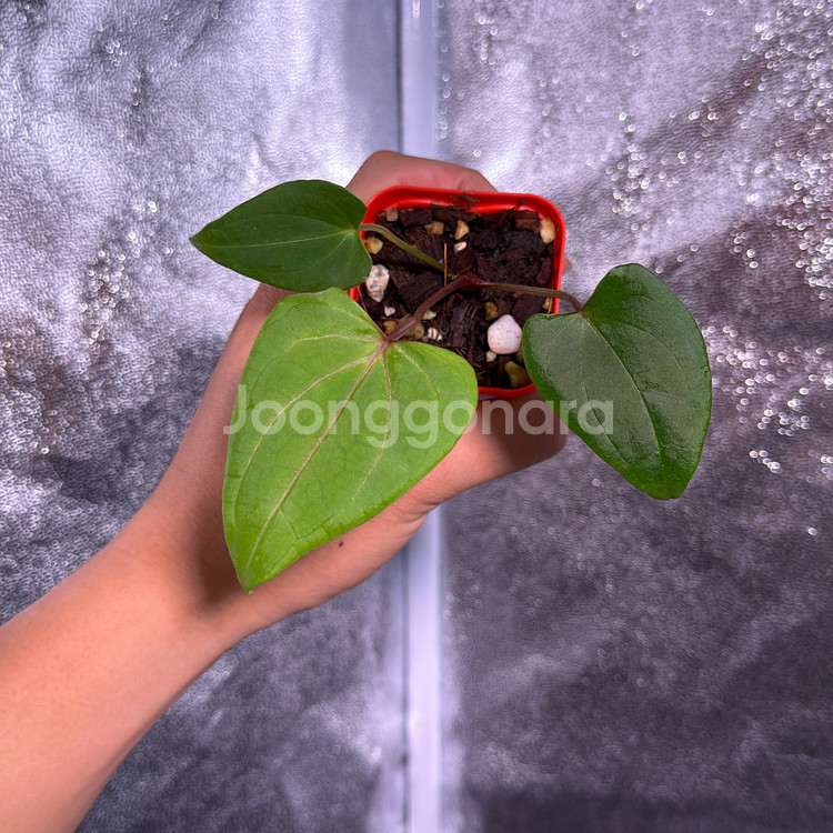 레드스파이더 뮤테이션--1