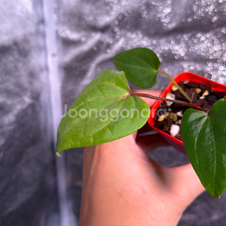 레드스파이더 뮤테이션--2