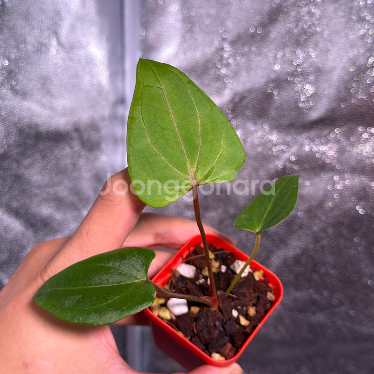 레드스파이더 뮤테이션--3