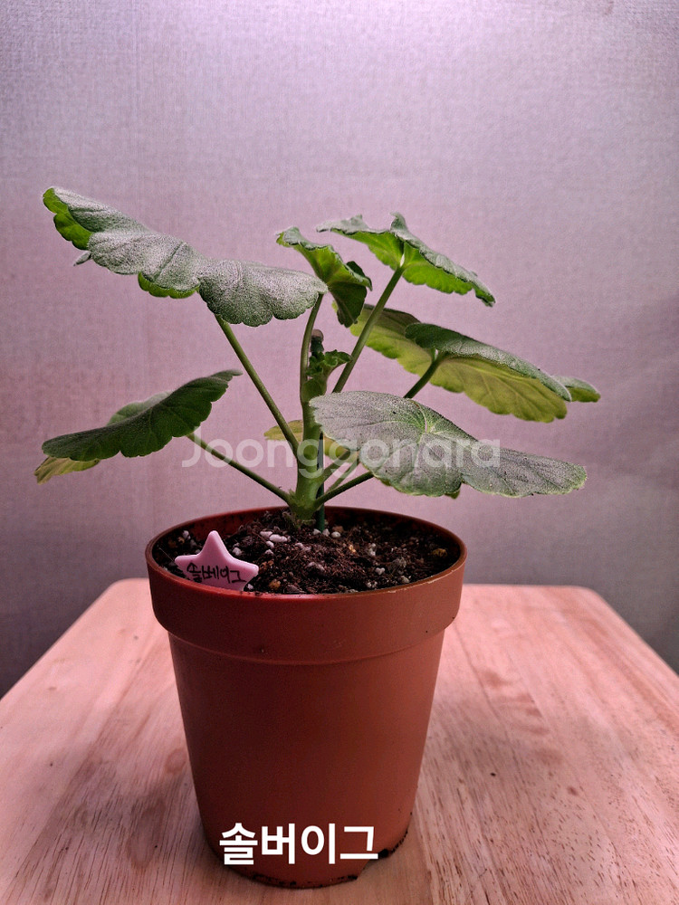 러시아제라늄--0