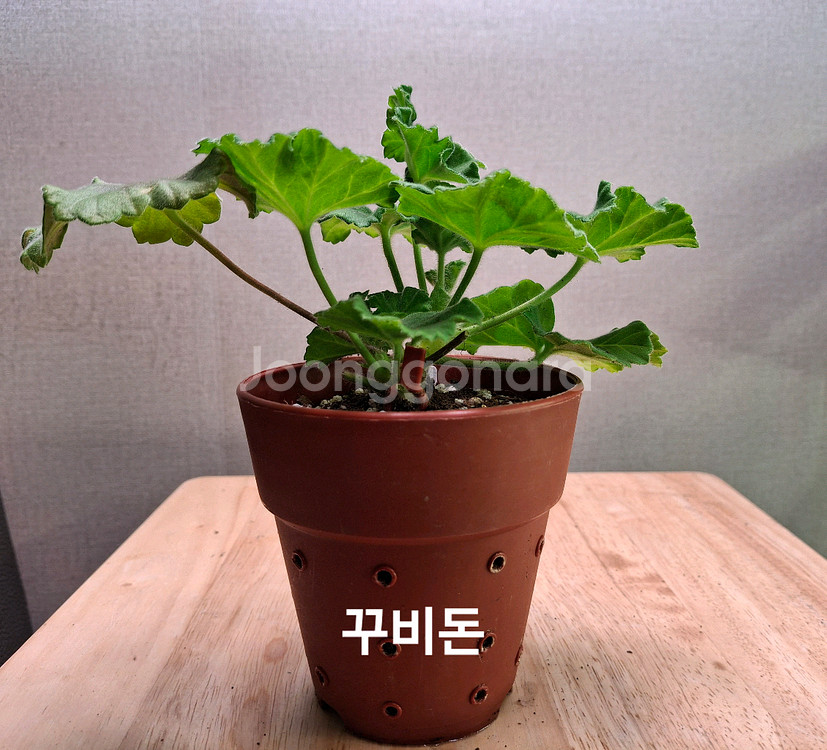 러시아제라늄--0