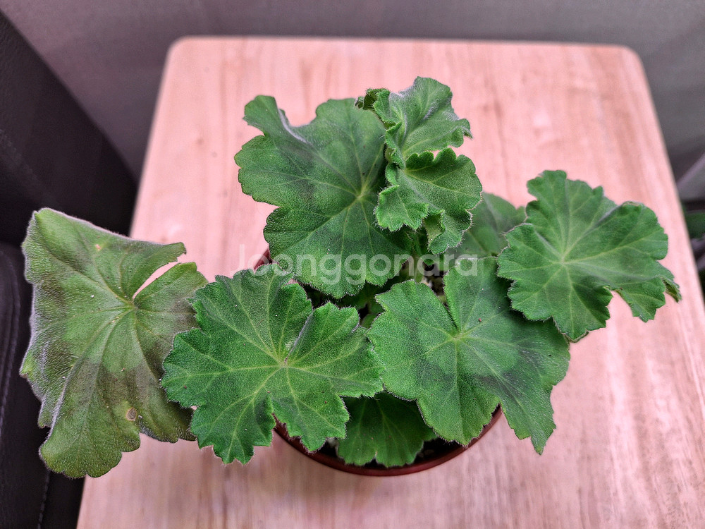 러시아제라늄--1