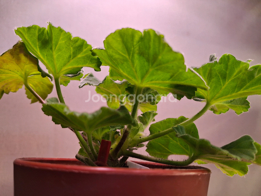 러시아제라늄--2