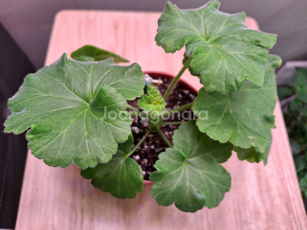 러시아제라늄--1